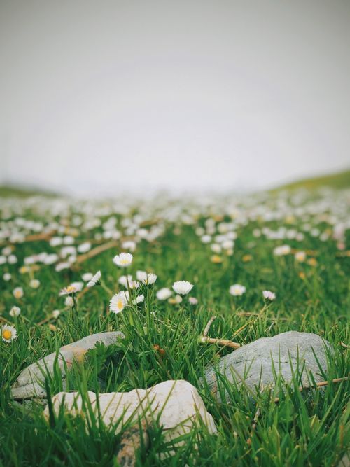 Free A serene meadow filled with blooming daisies and scattered stones, evoking a sense of tranquility. Stock Photo