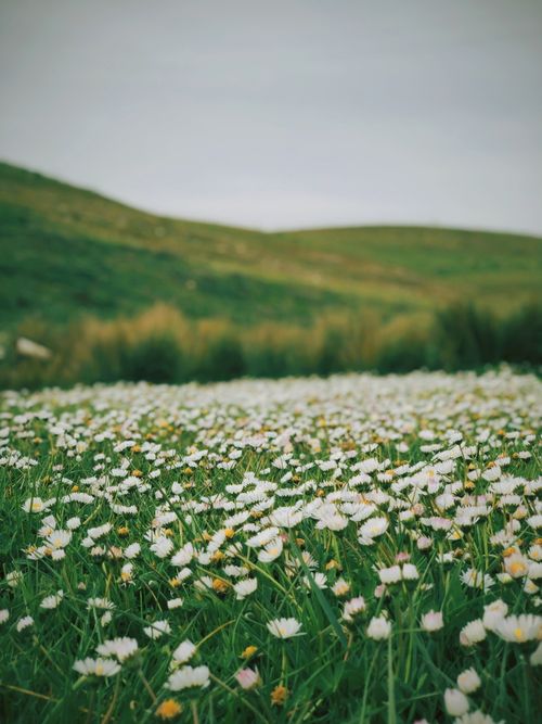 Free Lush green field of blooming daisies under a cloudy sky, evoking a sense of tranquility. Stock Photo