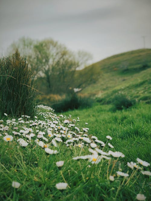 ヒナギク, フローラ, 咲くの無料の写真素材