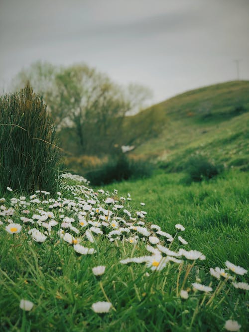 Blooming Common Daisies on Green Grass