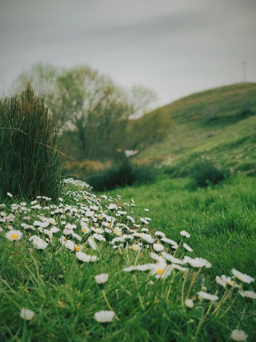 Free A tranquil meadow filled with blooming white daisies under a cloudy sky, perfect for spring themes. Stock Photo