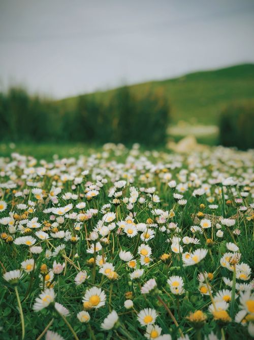 Free A lush field of white daisies in full bloom on green grass, capturing a serene spring scene. Stock Photo