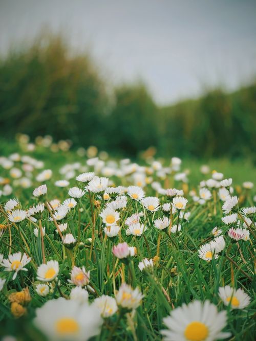 Free Beautiful close-up of a daisy field blooming in spring with lush green grass. Stock Photo