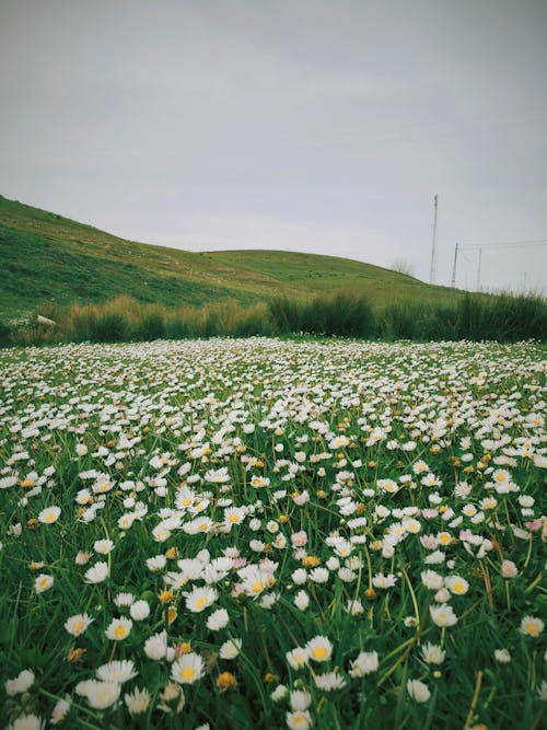 Blooming Common Daisies on Green Grass