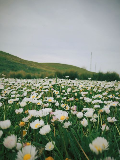 Free A serene flower field filled with blooming daisies under a cloudy sky, capturing the essence of spring. Stock Photo