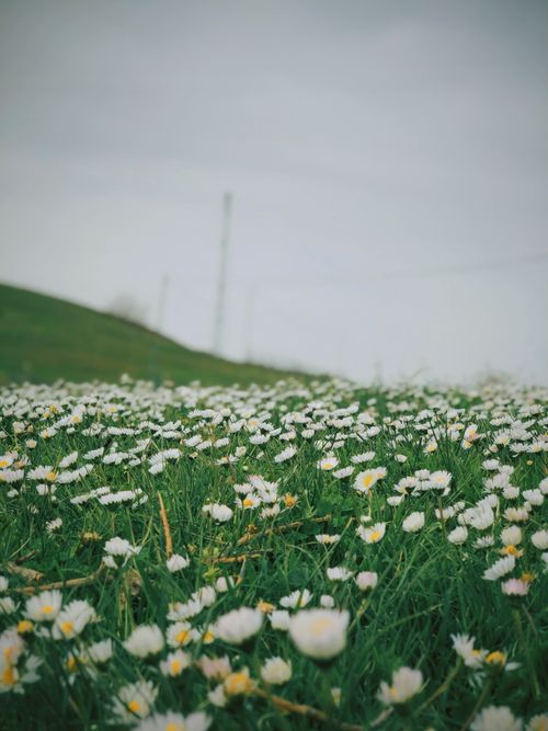 Free A serene field of white daisies in full bloom under a gray sky, showcasing the beauty of nature. Stock Photo