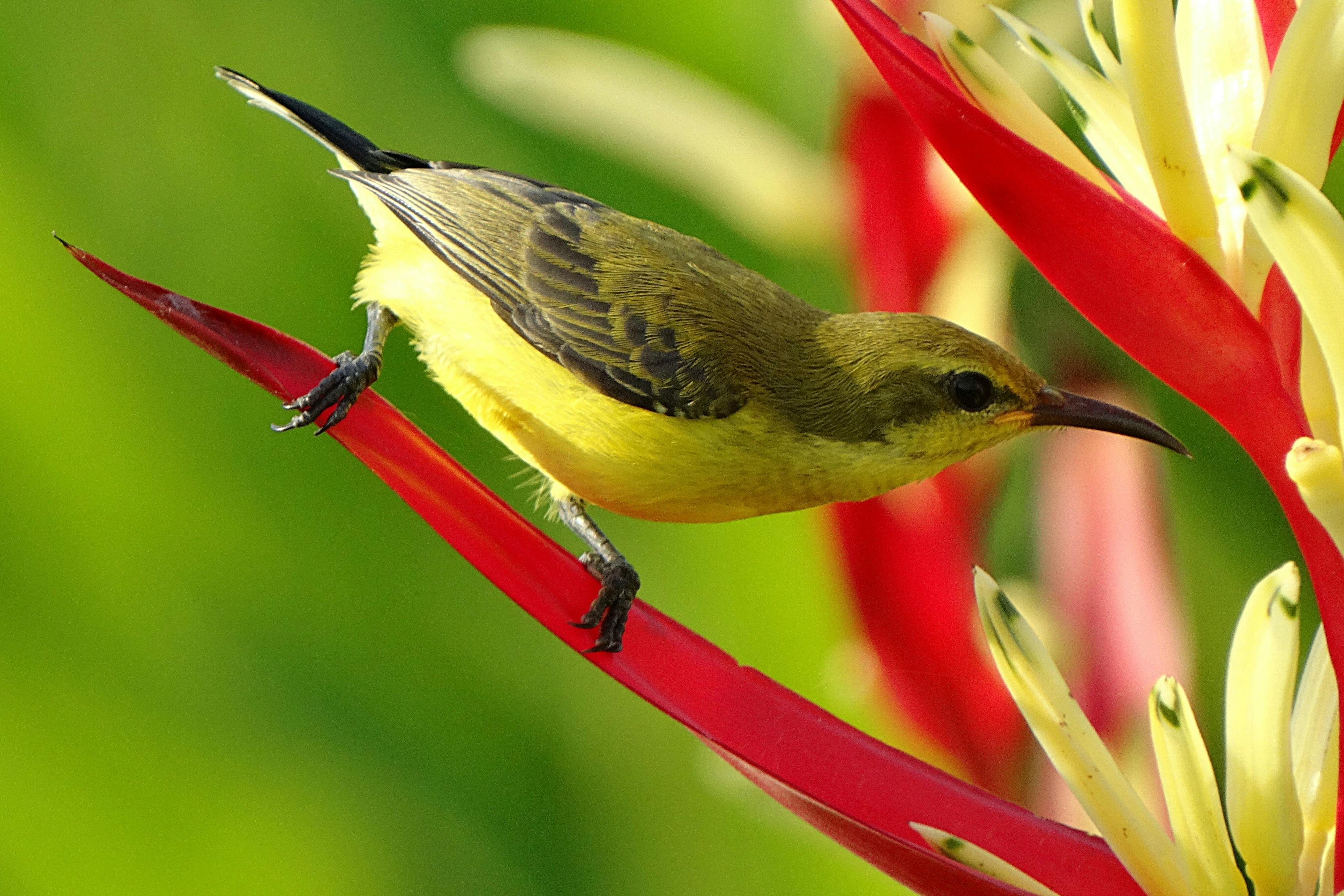 selective focus photography of black green and yellow long beaked bird