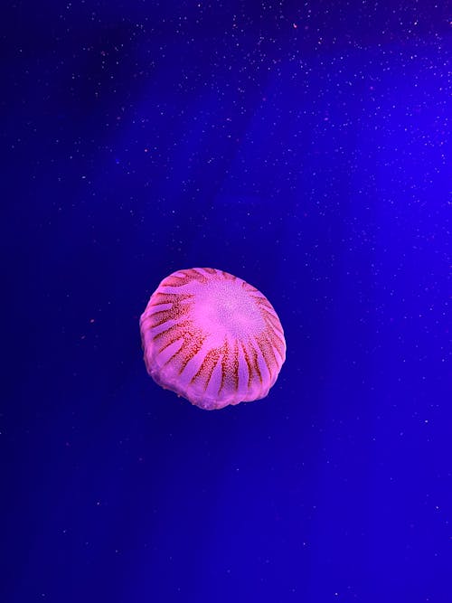 Jelly Fish Underwater