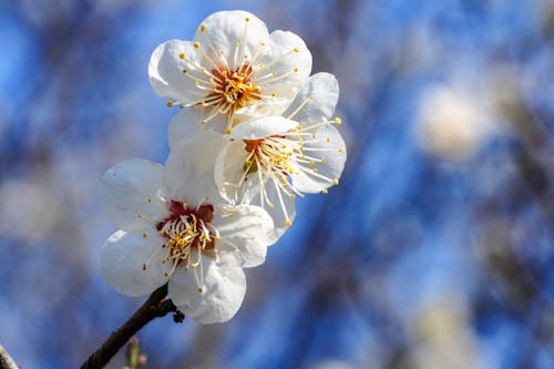 分公司, 宏觀, 春天的花朵 的 免费素材图片