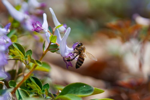 Darmowe zdjęcie z galerii z flora, fotografia owadów, kwiat