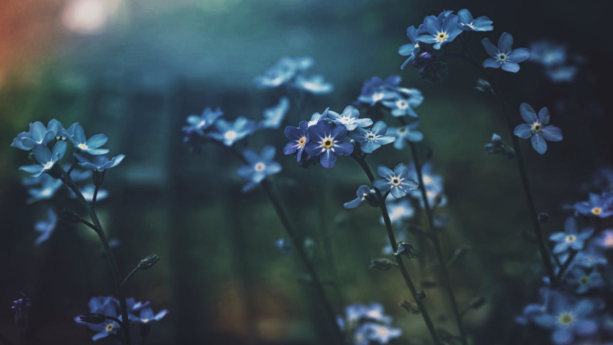 Foto de stock gratuita sobre de cerca, flor, flora, flores, flores azules,  fondo borroso, jardín, no me olvides, pequeño, primavera