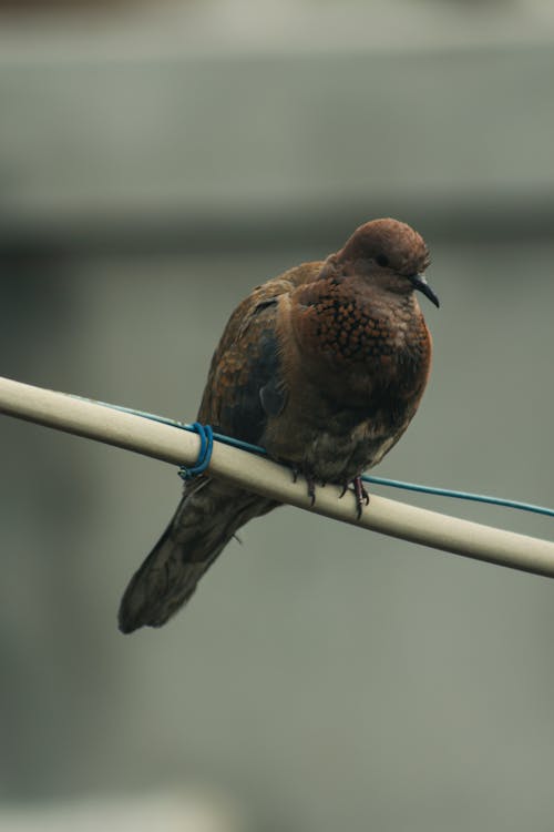 Brown Bird Perched on a White Wire