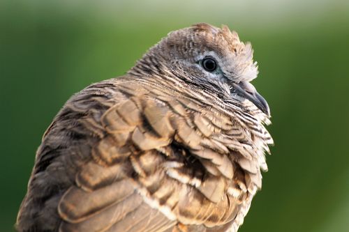 Free Detailed close-up of a Zebra Dove with feathers beautifully highlighted against a soft green background. Stock Photo