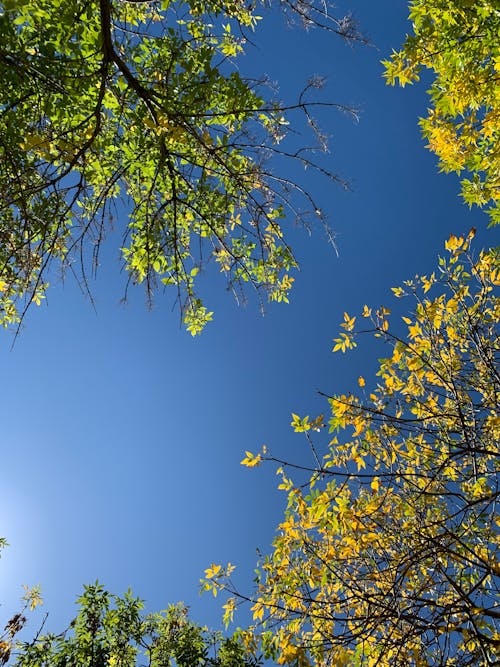 Kostnadsfri bild av atmosfera de outono, blå himmel, höstlöv