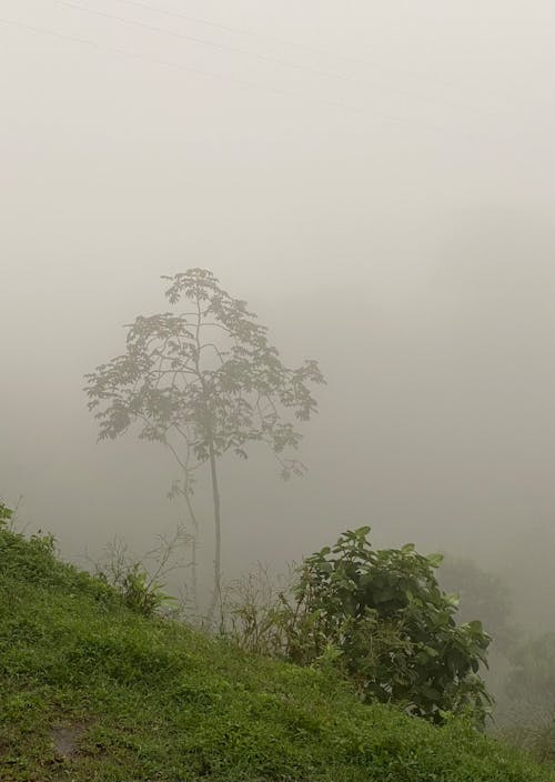 景觀, 有雾的景观, 美丽的大自然 的 免费素材图片