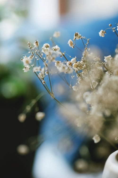คลังภาพถ่ายฟรี ของ 50 มม., การถ่ายภาพดอกไม้, ดอกไม้สีขาว