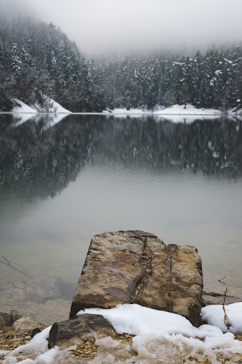 Photos gratuites de arbres, arrière-plan, brouillard