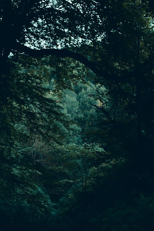 Immagine gratuita di alberi verdi, ambiente, foresta