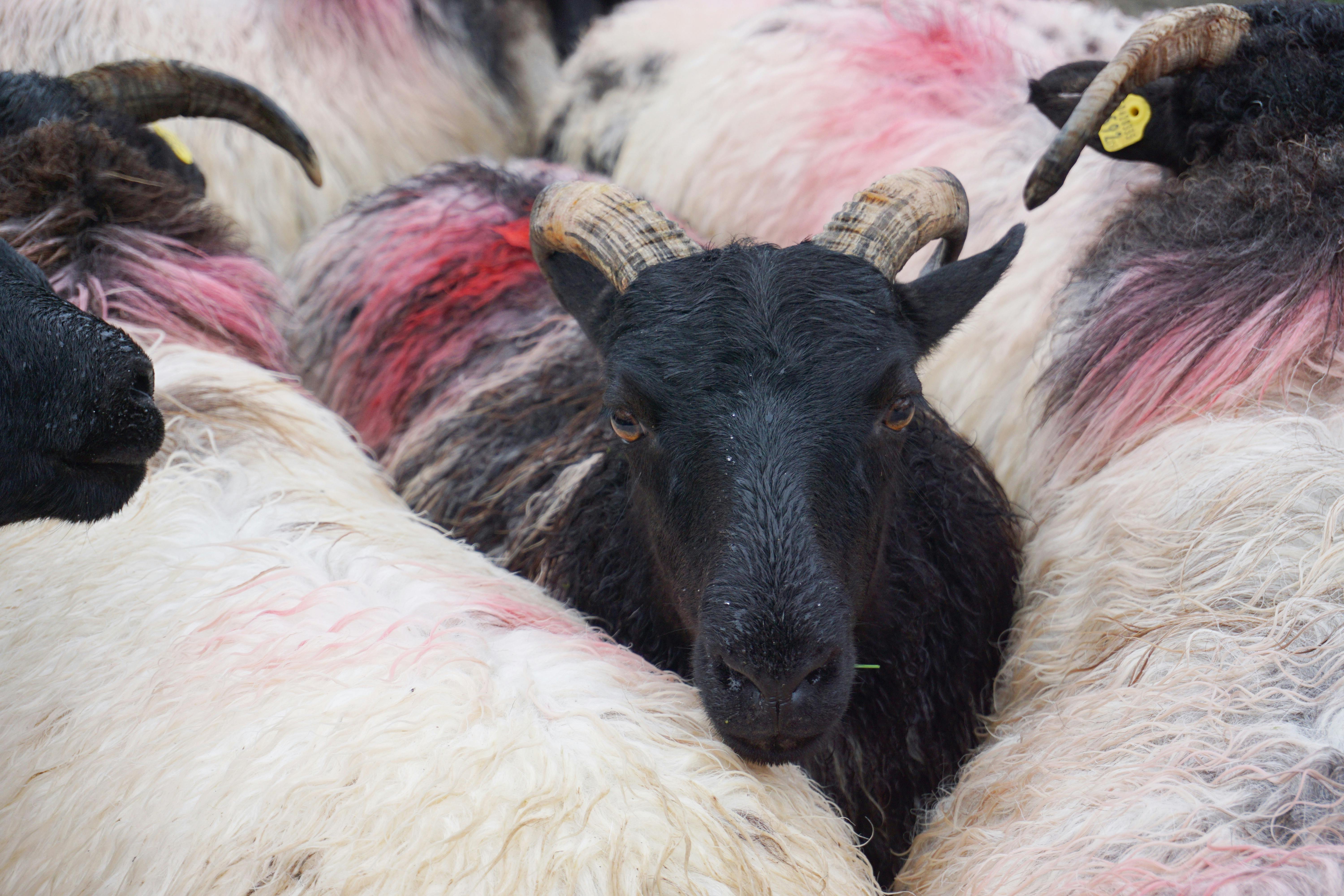 Gratuit Photos gratuites de agriculture, agriculture durable, animal Photos