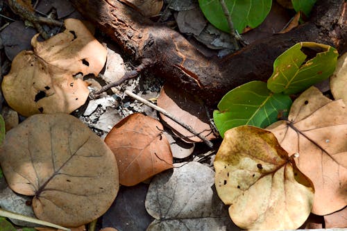 Free stock photo of katarina, leaves, nature
