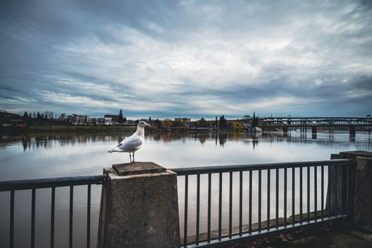 White Bird on Gray Concrete Fence Near Body of Water