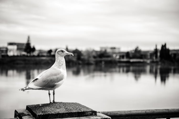 Black And White Photo Of A Gull Near The River