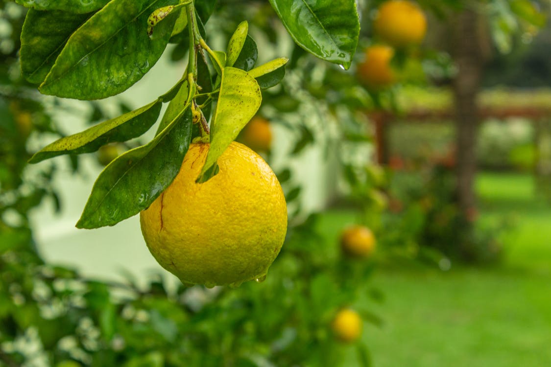 Gratis lagerfoto af afgrøde, appelsin, appelsintræ