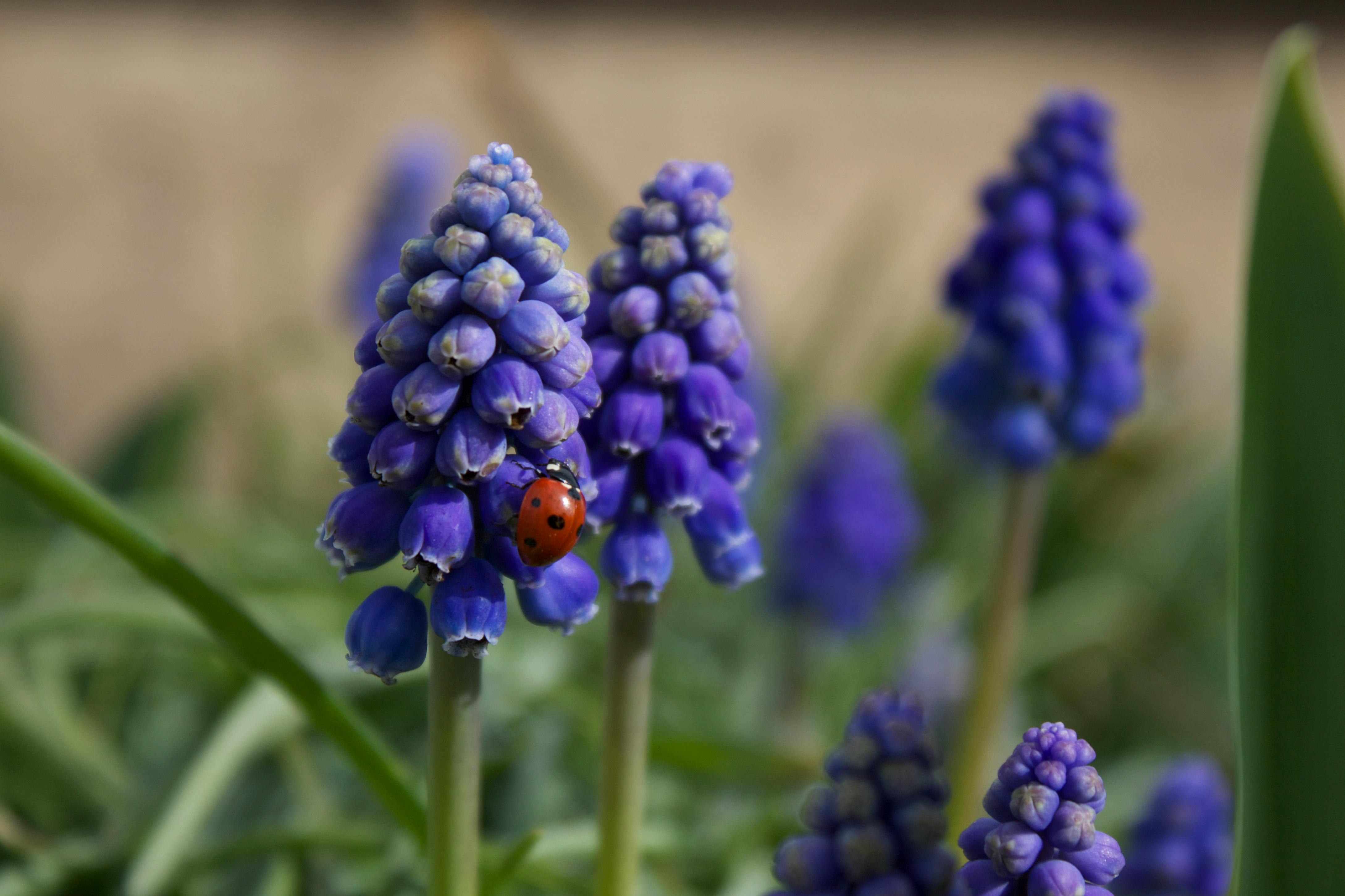 Vibrant blue grape hyacinth flowers with a ladybug in Salem, OR garden.