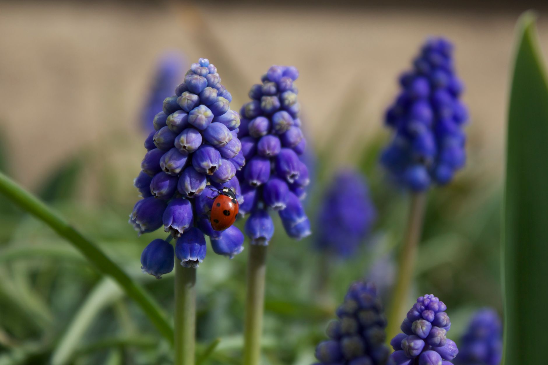 Vibrant blue grape hyacinth flowers with a ladybug in Salem, OR garden.