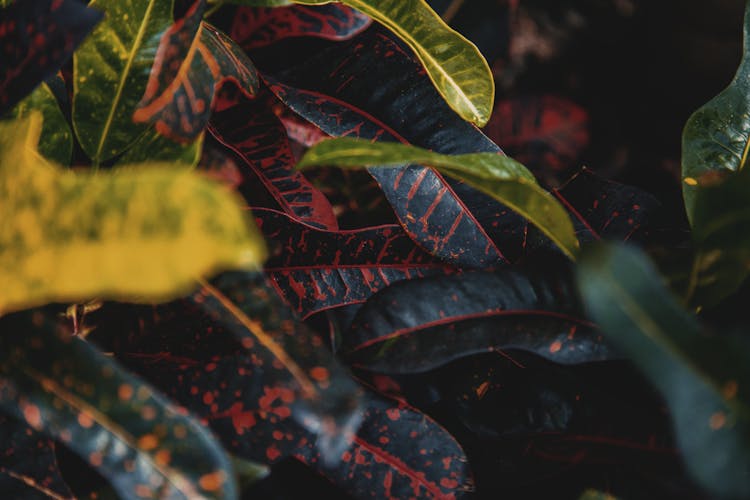 Close-up Of Colored Leaves