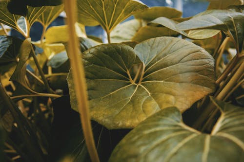 Free stock photo of leaf, plant