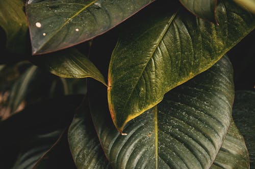 Green Leaves in Close Up Photography