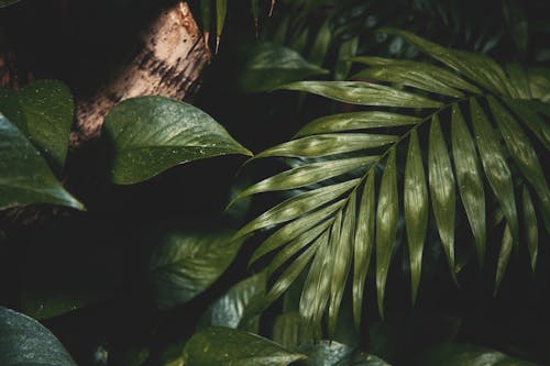Kostenloses Stock Foto zu botanisch, grüne blätter, nahansicht