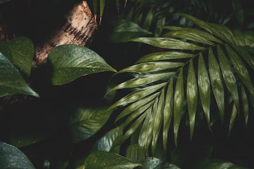 Fotobanka s bezplatnými fotkami na tému botanický, mokrý, palmové listy