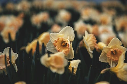 White and Orange Daffodils