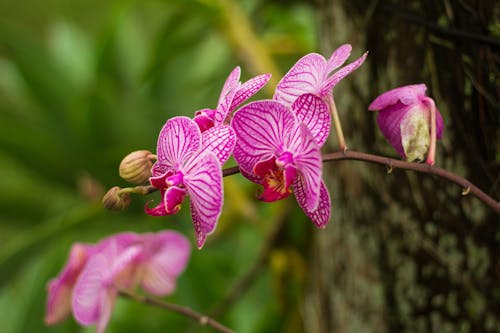 Gratuit Photos gratuites de orchidée, orchidée rose, orchis Photos