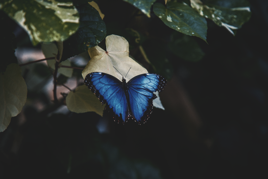 Close-Up Shot of Menelaus Blue Morpho on the Leaf
