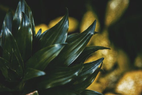 Free stock photo of leaf, plant