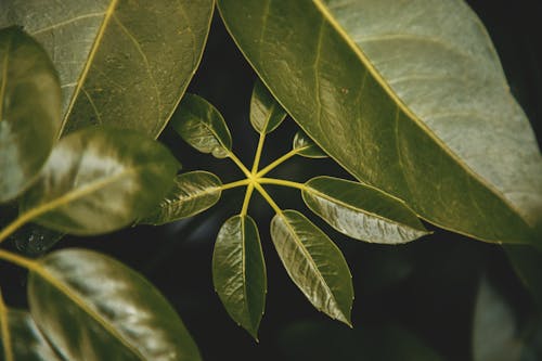 Kostenloses Stock Foto zu blatt, pflanze