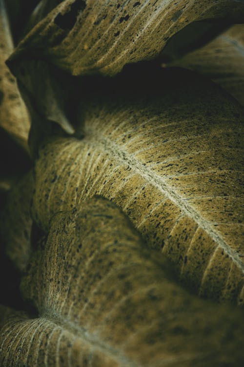 Close Up Photo of Green Leaves