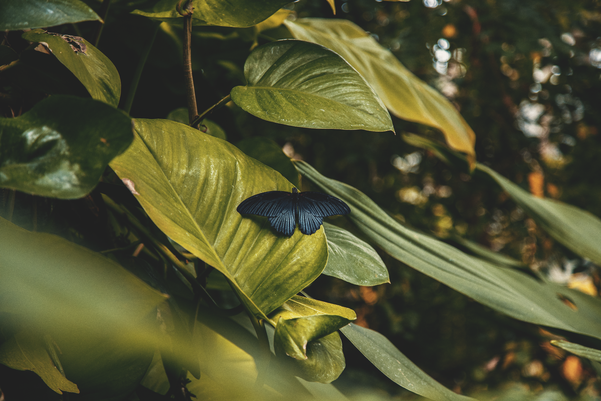 A black butterfly rests on vibrant green leaves in a tropical outdoor setting.