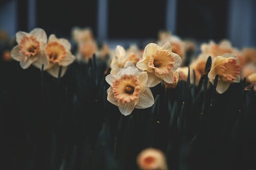 Gratis Foto stok gratis berbunga, bunga-bunga, kebun Foto Stok