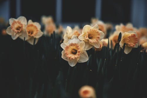 Peach Colored Flowers 