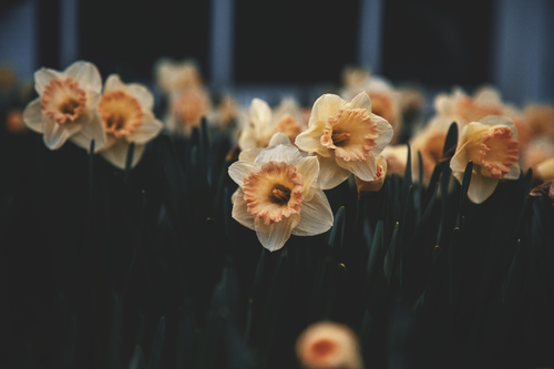 Free A beautiful close-up of daffodils blooming in a garden setting, perfect for spring themes. Stock Photo