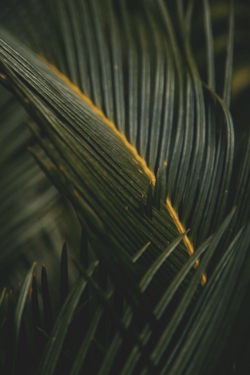 Foto d'estoc gratuïta de fons, fons de pantalla, fotografia de planta