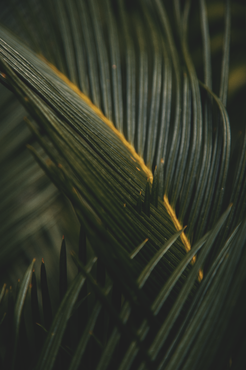 Free Detailed view of a fresh palm leaf showcasing natural texture and vibrant color. Stock Photo