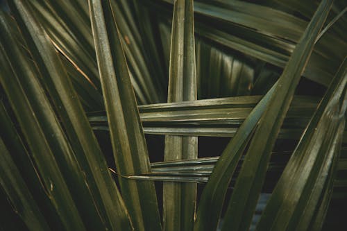 Kostenloses Stock Foto zu grüne blätter, nahansicht, palmenblätter