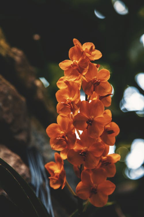 Close-up of Orange Ascocenda Flowers