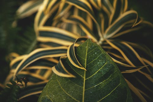 Free stock photo of leaf, plant