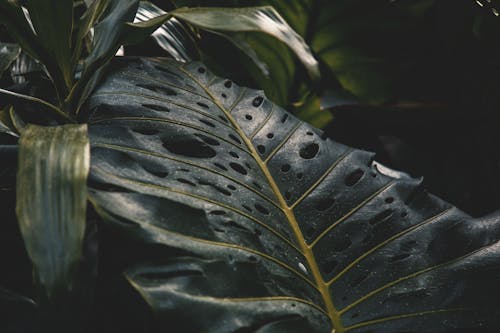 Základová fotografie zdarma na téma detail, díry, listy